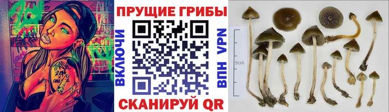 Псилоцибиновые грибы Cubensis  Купить  Калтан 
